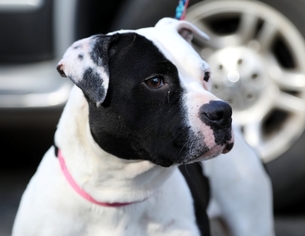 American Staffordshire Terrier Dogs for adoption in Birdsboro, PA, USA