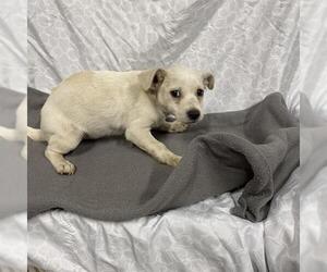 Beagle-Unknown Mix Dogs for adoption in Modesto, CA, USA