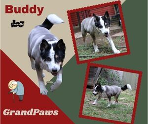 Border Collie-Unknown Mix Dogs for adoption in Lindsay, CA, USA