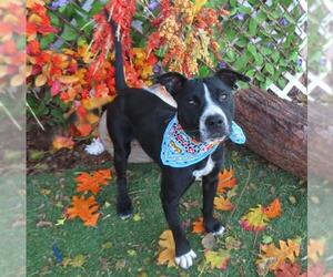American Pit Bull Terrier-Unknown Mix Dogs for adoption in Oklahoma City, OK, USA
