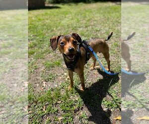Miniature Pinscher-Unknown Mix Dogs for adoption in Zellwood, FL, USA