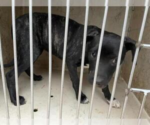 American Pit Bull Terrier-Unknown Mix Dogs for adoption in Oklahoma City, OK, USA