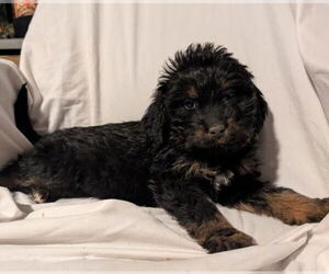 Mutt Dogs for adoption in Grafton, WI, USA