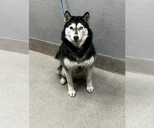 Siberian Husky-Unknown Mix Dogs for adoption in Las Vegas, NV, USA