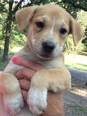 Sheprador Dogs for adoption in Alexander, AR, USA
