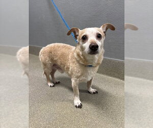 Chihuahua-Unknown Mix Dogs for adoption in Las Vegas, NV, USA
