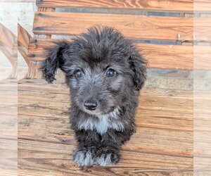 Colliepoo Dogs for adoption in Chico, CA, USA