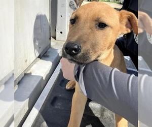 American Pit Bull Terrier-Unknown Mix Dogs for adoption in Conroe, TX, USA
