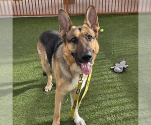 German Shepherd Dog-Unknown Mix Dogs for adoption in Las Vegas, NV, USA