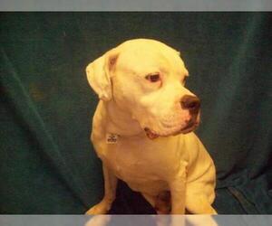Medium Photo #1 American Bulldog Puppy For Sale in Forestville, MD, USA