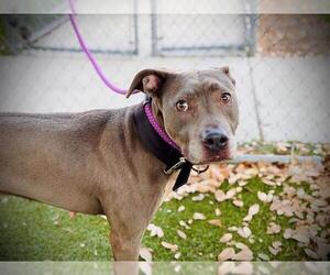 American Pit Bull Terrier-Unknown Mix Dogs for adoption in Orlando, FL, USA