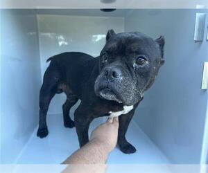 American Bulldog-Unknown Mix Dogs for adoption in Houston, TX, USA