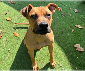 American Staffordshire Terrier-Unknown Mix Dogs for adoption in Raleigh, NC, USA