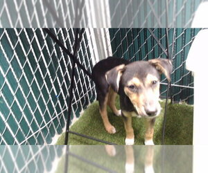 Siberian Husky-Unknown Mix Dogs for adoption in Downey, CA, USA
