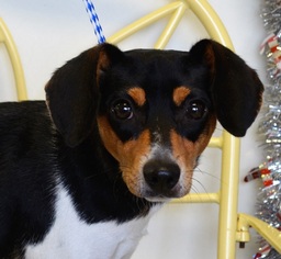 Rat Terrier Dogs for adoption in New Iberia, LA, USA