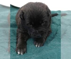 Mutt Dogs for adoption in Thief River Falls, MN, USA