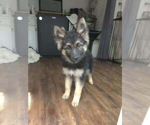 German Shepherd Dog Dogs for adoption in Raleigh, NC, USA