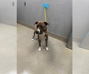 Siberian Husky-Unknown Mix Dogs for adoption in Las Vegas, NV, USA