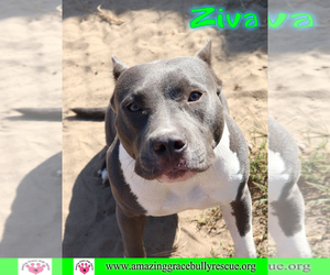 Bullypit Dogs for adoption in Pensacola, FL, USA