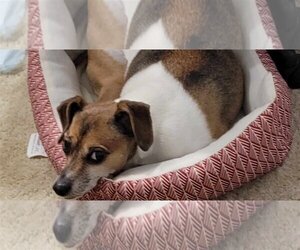 Jack Russell Terrier-Unknown Mix Dogs for adoption in Bellevue, WA, USA