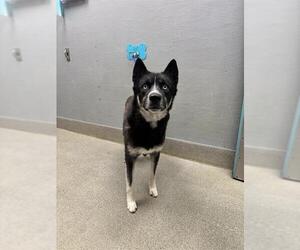 Siberian Husky-Unknown Mix Dogs for adoption in Las Vegas, NV, USA