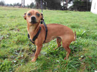 Chiweenie Dogs for adoption in McKinleyville, CA, USA