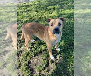 American Pit Bull Terrier-Black Mouth Cur Mix Dogs for adoption in Conroe, TX, USA