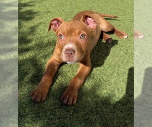American Staffordshire Terrier Dogs for adoption in San Juan Capistrano, CA, USA