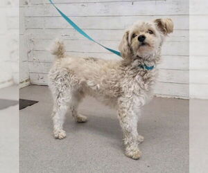 Poodle (Miniature)-Unknown Mix Dogs for adoption in San Bernardino, CA, USA