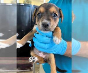 American Staffordshire Terrier-Unknown Mix Dogs for adoption in San Antonio, TX, USA
