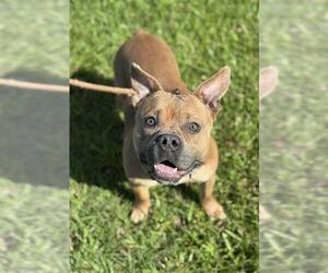 American Staffordshire Terrier-Unknown Mix Dogs for adoption in Fort Lauderdale, FL, USA