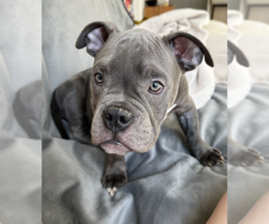 American Pit Bull Terrier-Bulldog Mix Dogs for adoption in Brooklyn, NY, USA