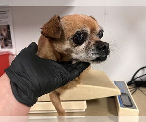 Chug Dogs for adoption in Corona, CA, USA