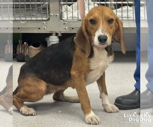 Beagle-Unknown Mix Dogs for adoption in Washington, DC, USA
