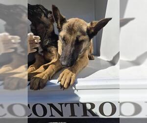 German Shepherd Dog Dogs for adoption in Houston, TX, USA