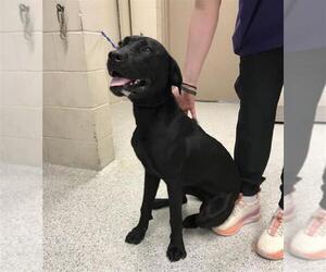 Labrador Retriever Dogs for adoption in Conroe, TX, USA