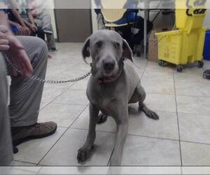 Weimaraner Dogs for adoption in Houston, TX, USA