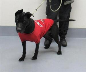American Pit Bull Terrier-Unknown Mix Dogs for adoption in Louisville, KY, USA
