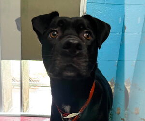 Mutt Dogs for adoption in Rustburg, VA, USA