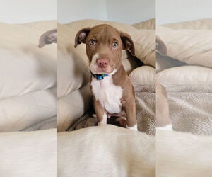 Mutt Dogs for adoption in Parker Ford, PA, USA