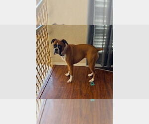 Boxer Dogs for adoption in Austin, TX, USA