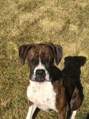 Boxer Dogs for adoption in Mills, WY, USA