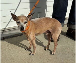 Chihuahua-Unknown Mix Dogs for adoption in Louisville, KY, USA