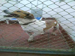 American Foxhound-Beagle Mix Dogs for adoption in Waynesville, NC, USA