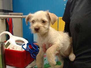 Medium Photo #1 Cairn Terrier Puppy For Sale in Houston, TX, USA