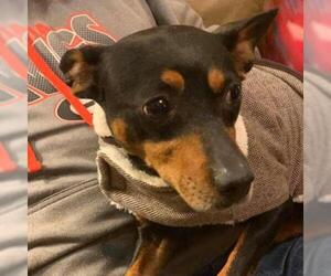 Miniature Pinscher Dogs for adoption in Opelika, AL, USA