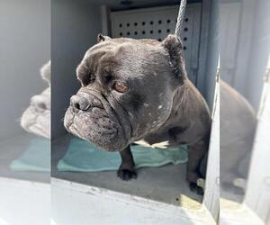 American Pit Bull Terrier Dogs for adoption in Downey, CA, USA