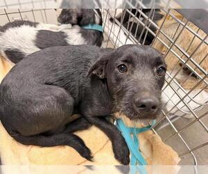 Cairn Terrier-Unknown Mix Dogs for adoption in HESPERIA, CA, USA