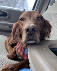 Irish Setter Dogs for adoption in Estherville, IA, USA