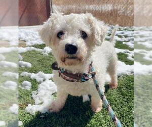 Maltipoo Dogs for adoption in Lakewood, CO, USA